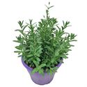 Bild von Ej Lavendel P19 Angustifolia Ardeche Blue